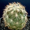 Echinomastus_durangensis_v_mapimiensis